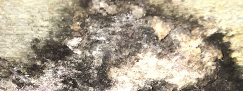 Toxic Mold in Barry Farm