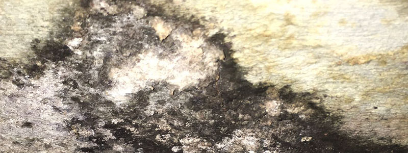 Toxic Mold in Hill East