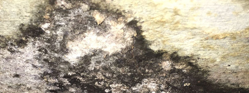 Toxic Mold in Wesley Heights