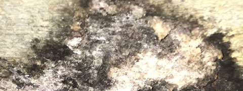 Toxic Mold in Washington Highlands